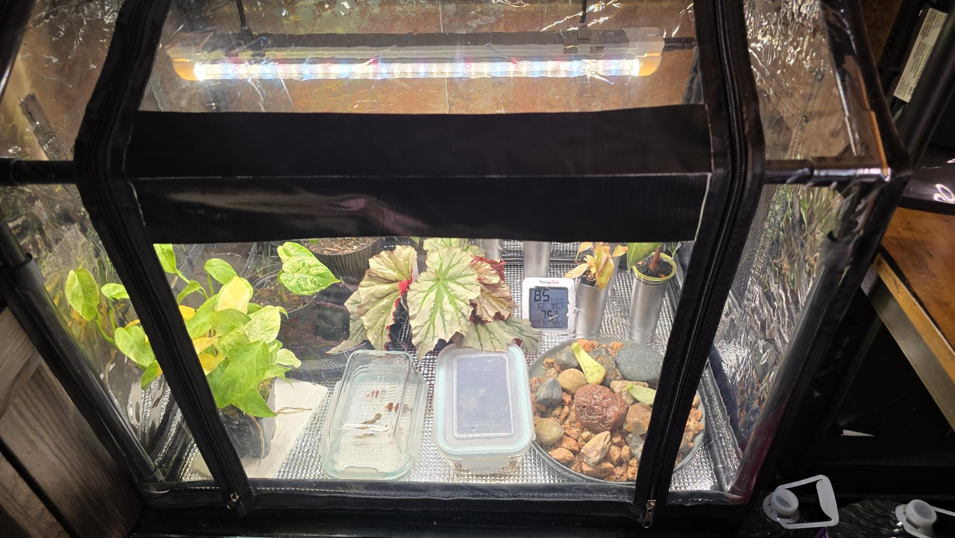 Bstrip Mini Indoor Greenhouse with Grow Light, Tabletop Seed Starting Tent customer photo 1