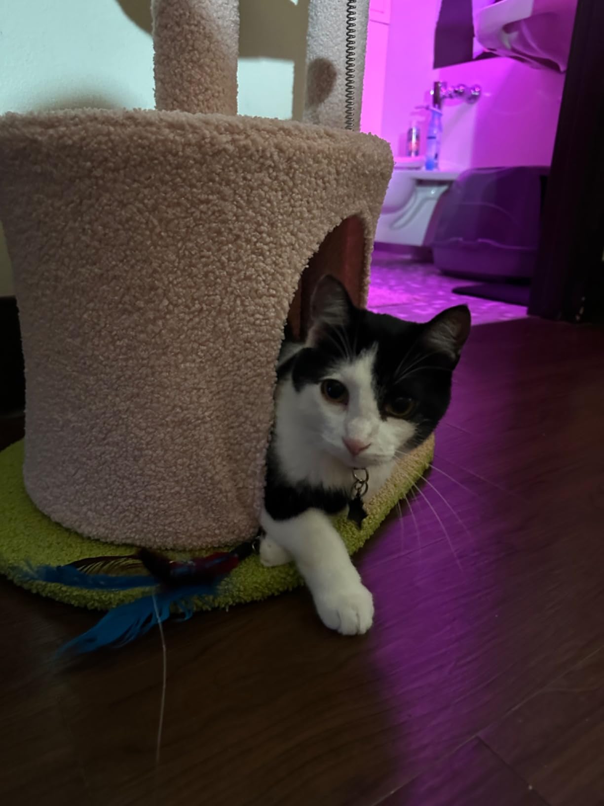 PAWZ Road 26”Cat Tower Cactus Cat Tree for Small Space customer photo 1