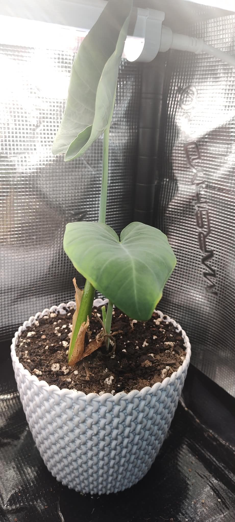 MARS HYDRO Indoor Greenhouse with Grow Light customer photo 2