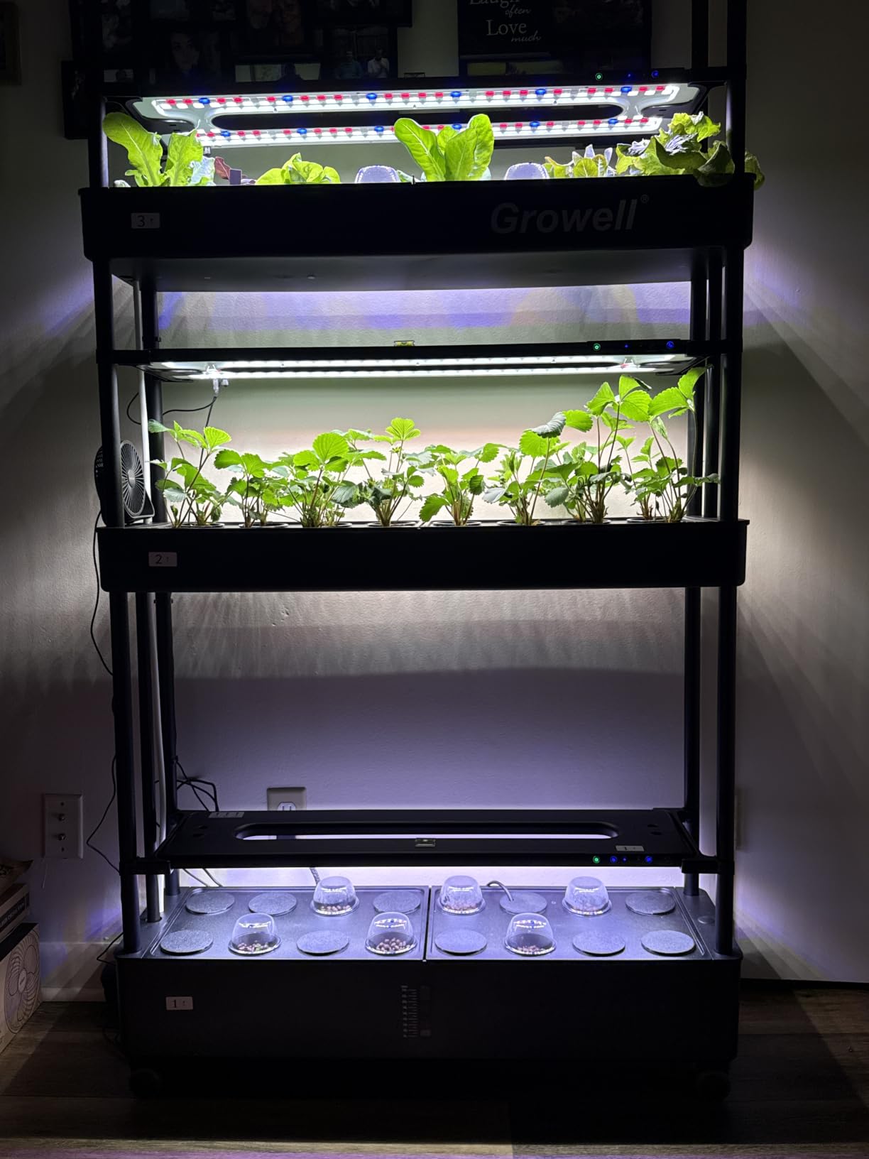 Growell Large Basket Hydroponics Growing System Kit, 32 Pods Vertical Hydroponic Garden with 2 Grow Light Modes, Auto Circulating Water System, 32L Indoor Gardening System for Herb Vegetable Fruit customer photo 1