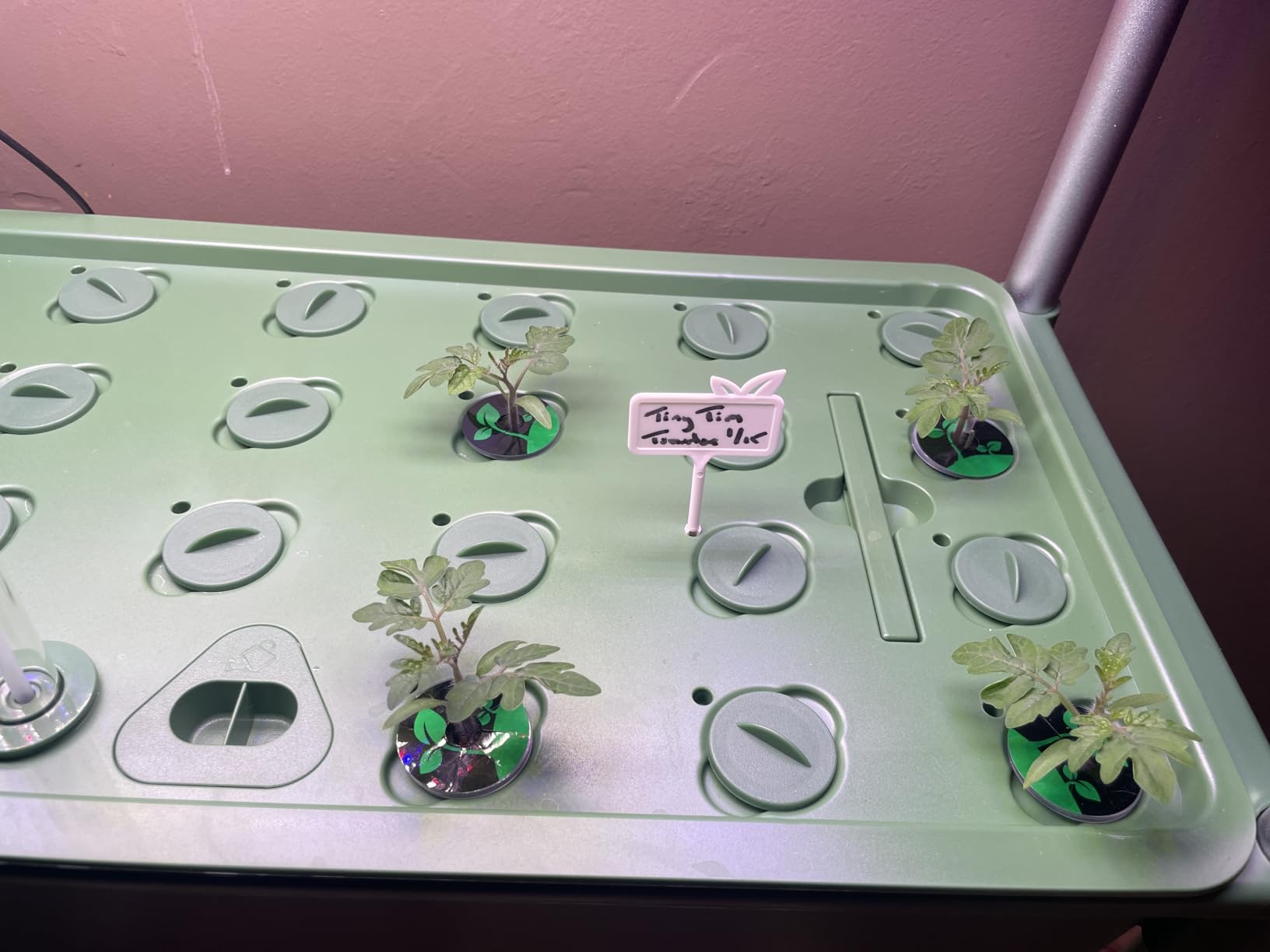 Growell Large Basket Hydroponics Growing System Kit, 32 Pods Vertical Hydroponic Garden with 2 Grow Light Modes, Auto Circulating Water System, 32L Indoor Gardening System for Herb Vegetable Fruit customer photo 2
