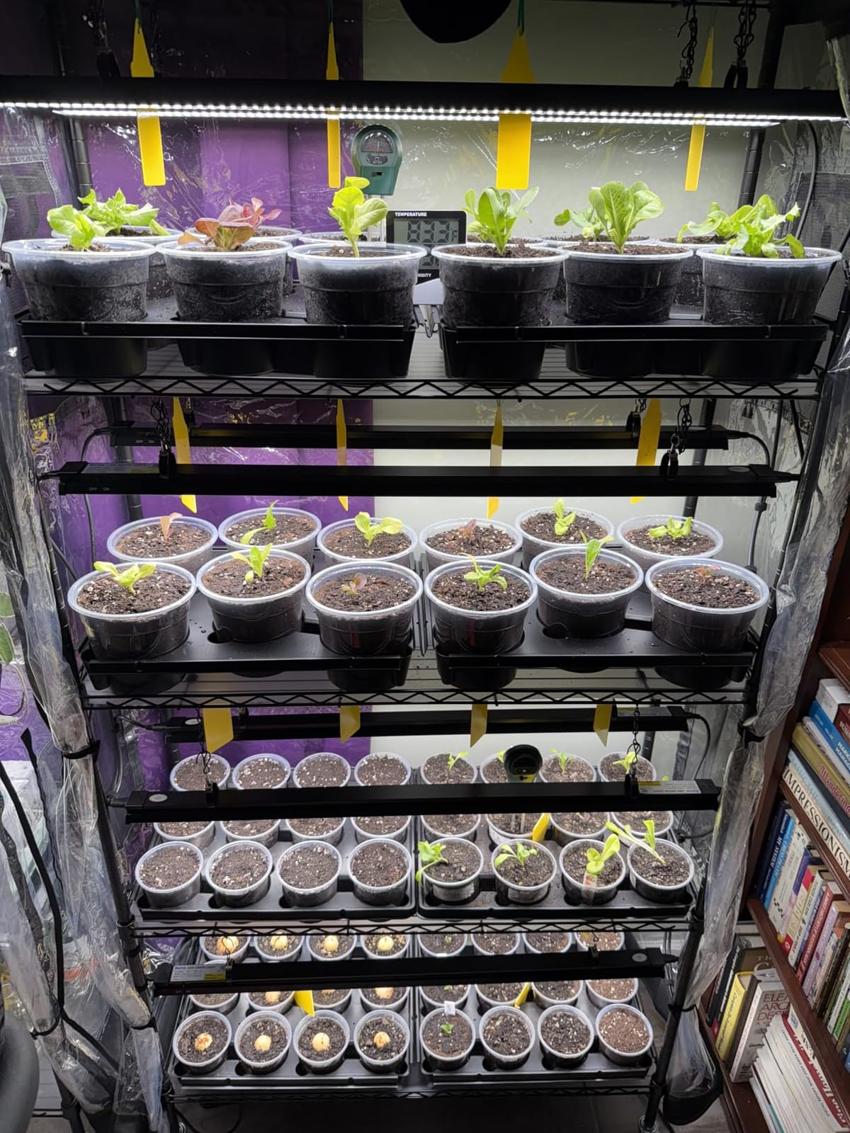 Barrina LP600 Indoor Greenhouse with Grow Light, 4 Tier Stand with Tent customer photo 1