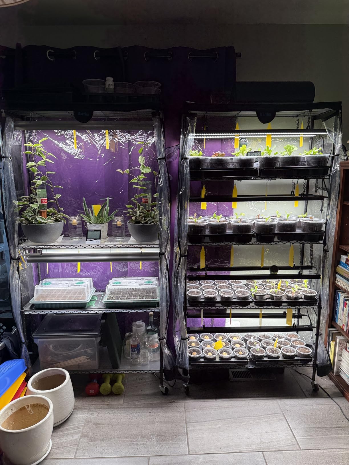 Barrina LP1200 Indoor Greenhouse with Grow Light, 5 Tier Stand with Tent customer photo 2