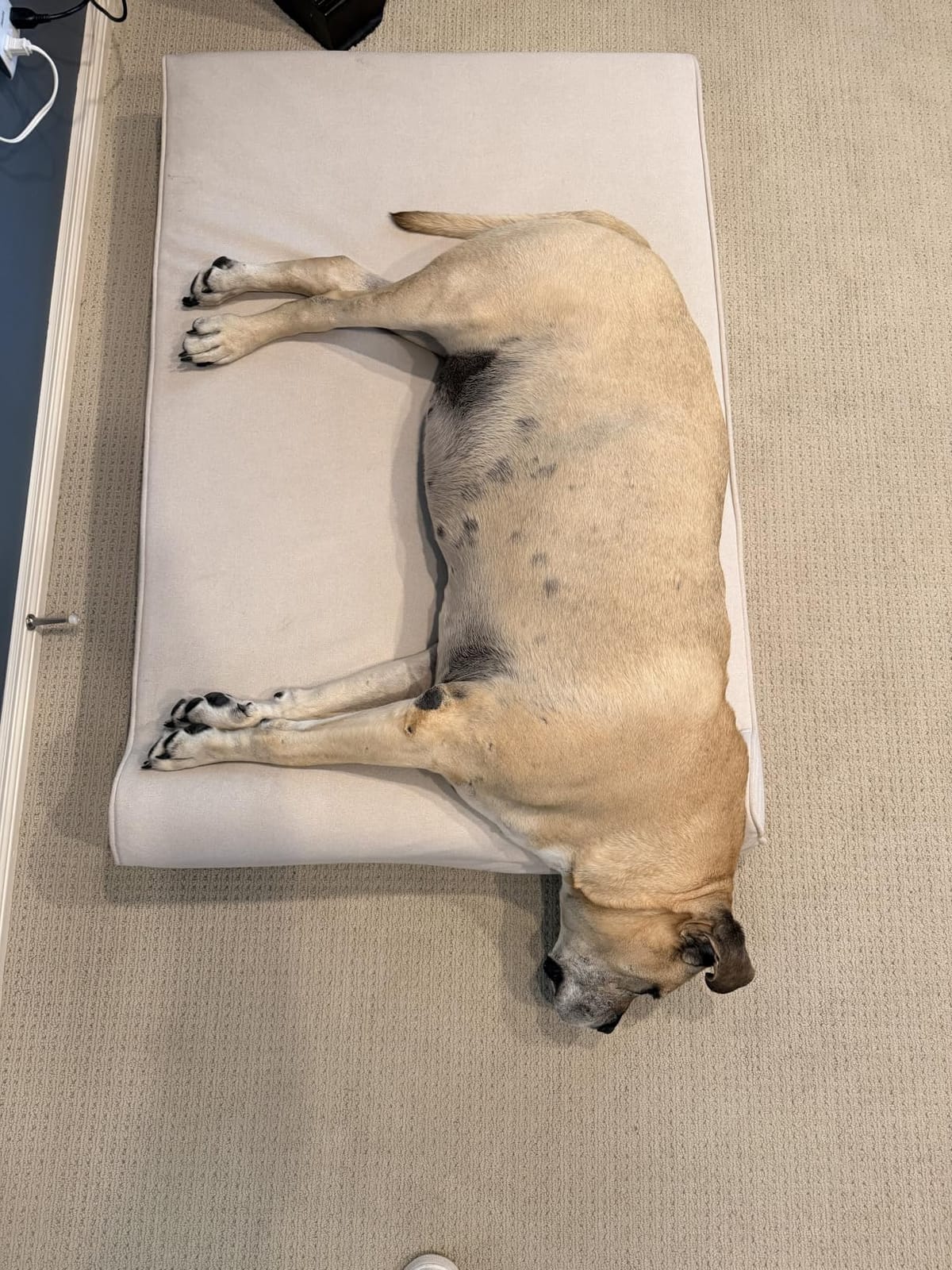 Sytopia Orthopedic Dog Beds for Extra Large Dogs, 7