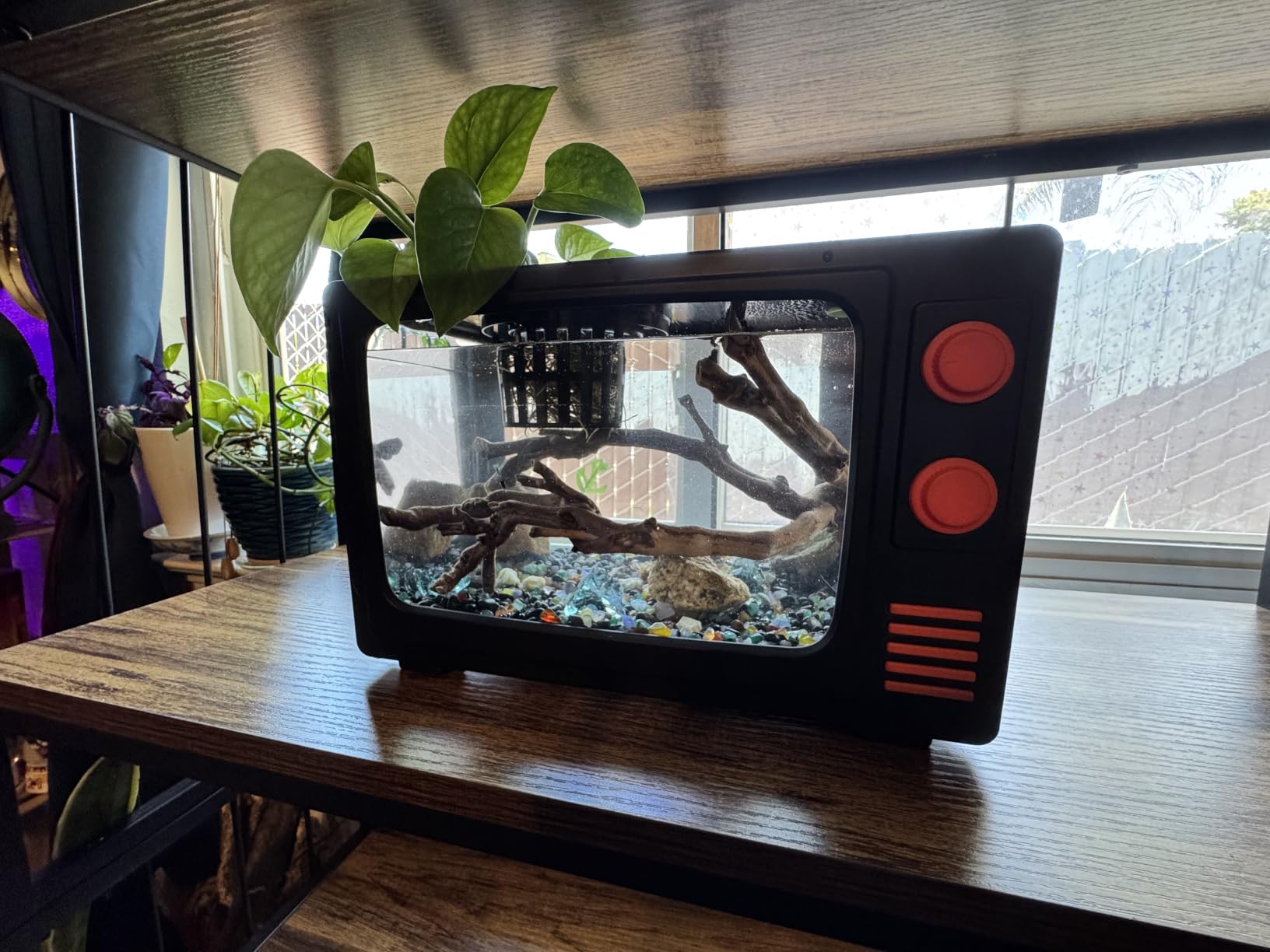 2.5 Gallon Fish Tank Kit with LED Lights, Filter & Plant Planter - Retro TV Decorative Fish Tank for Office Desk Home Decor,Mini Aquarium Starter Kit for Betta Fish (Black - 2.5 Gallon) customer photo 1