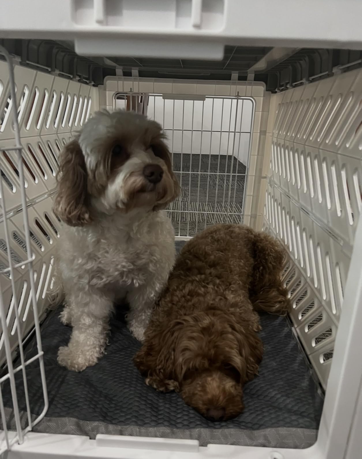 Collapsible Dog Crate for Medium/Small Dogs - 28
