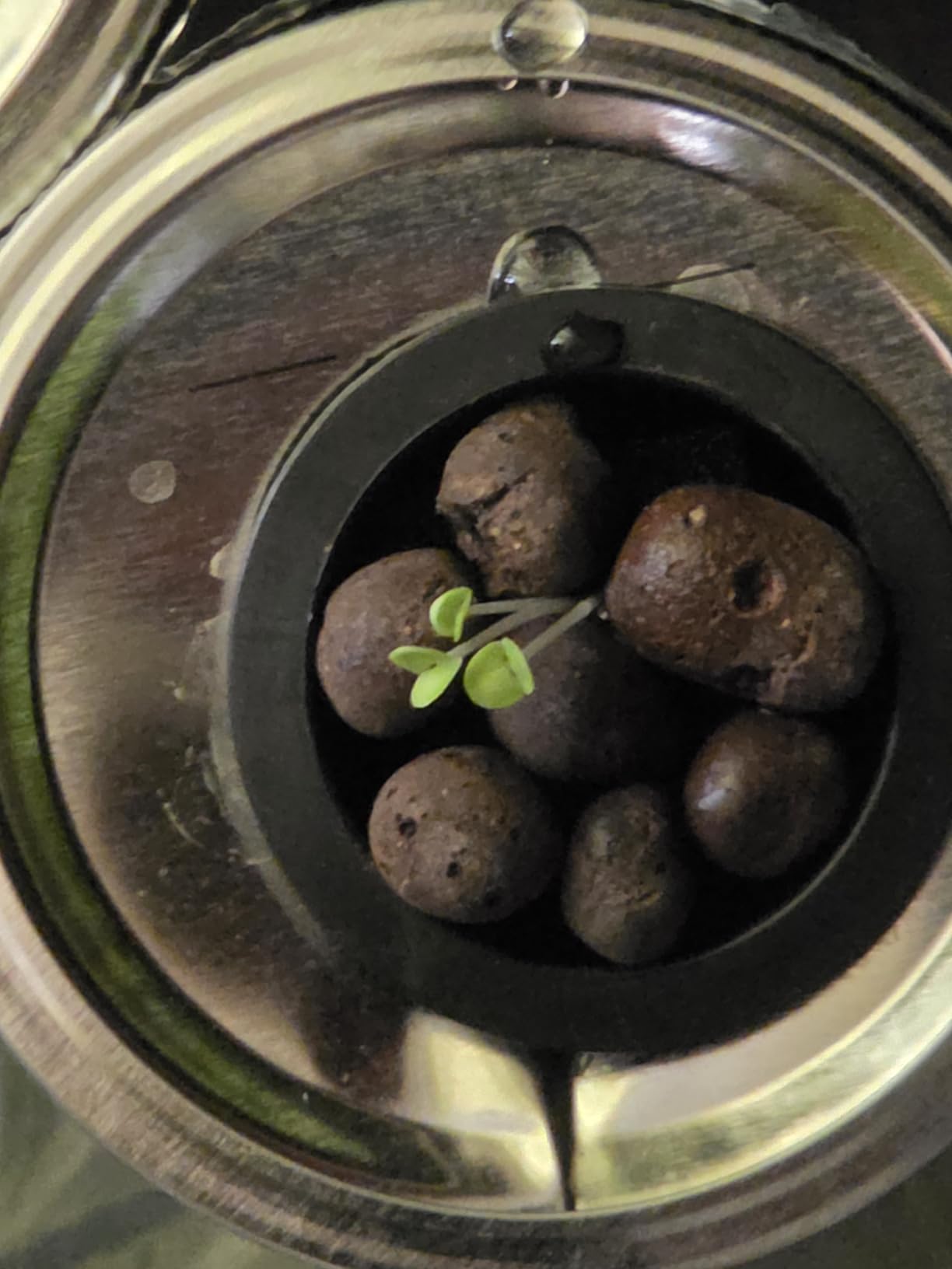 SPECILITE Hydroponics Growing System Kit with Grow Light, 5 Tiers 20 Pods customer photo 2