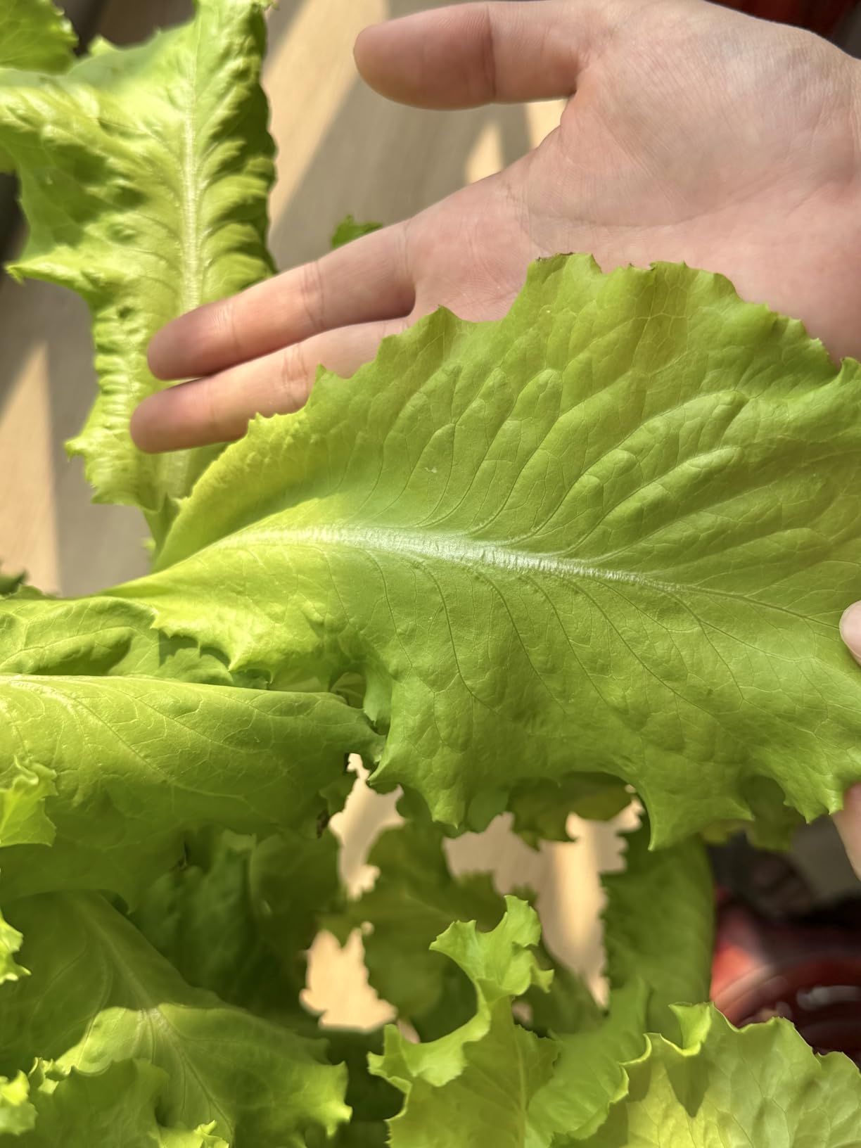 Hydroponics Growing System, 30-Plant Indoor Hydroponic Tower with Pump System, Plants Germination Kit, Smart Aeroponic Herb Garden, Vertical Hydroponic System for Gardening Lover (No Seed) customer photo 1
