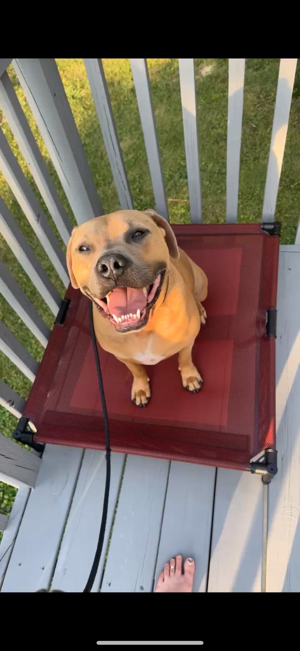 suddus Elevated Dog Bed Waterproof Outdoor, Portable Raised Dog Bed, Dog Bed Off the Floor, Chew-Proof Dog Bed Easy Clean Indoor or Outdoor Use，XX-Large, 56 * 37.5 * 9in, Grey customer photo 1