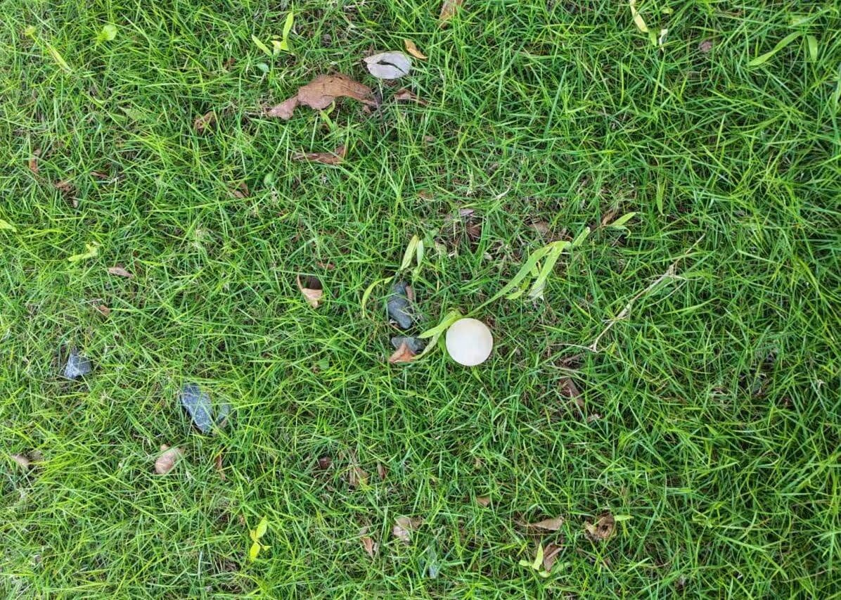 Mole Repellent, Gopher Repellent, Groundhog and Vole Repellant 8P customer photo 1