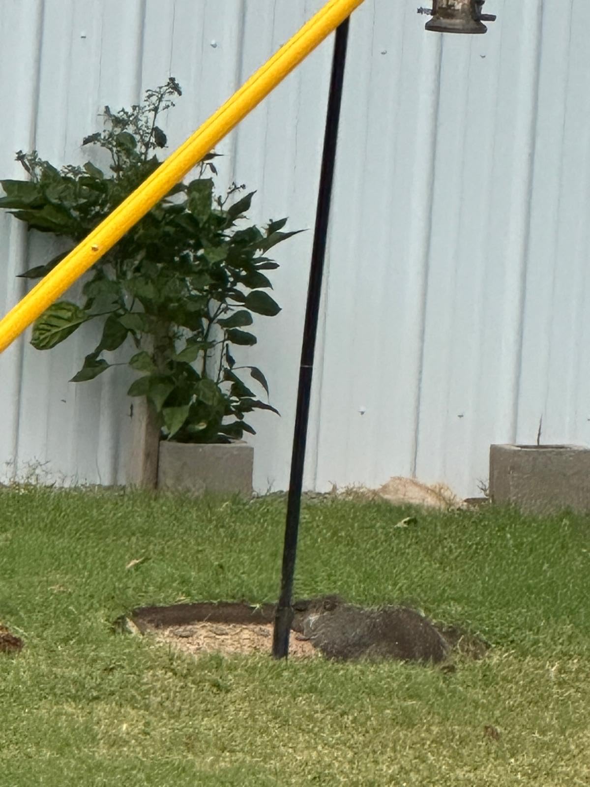Mole Repellent, Gopher Repellent, Groundhog and Vole Repellant 8P customer photo 2