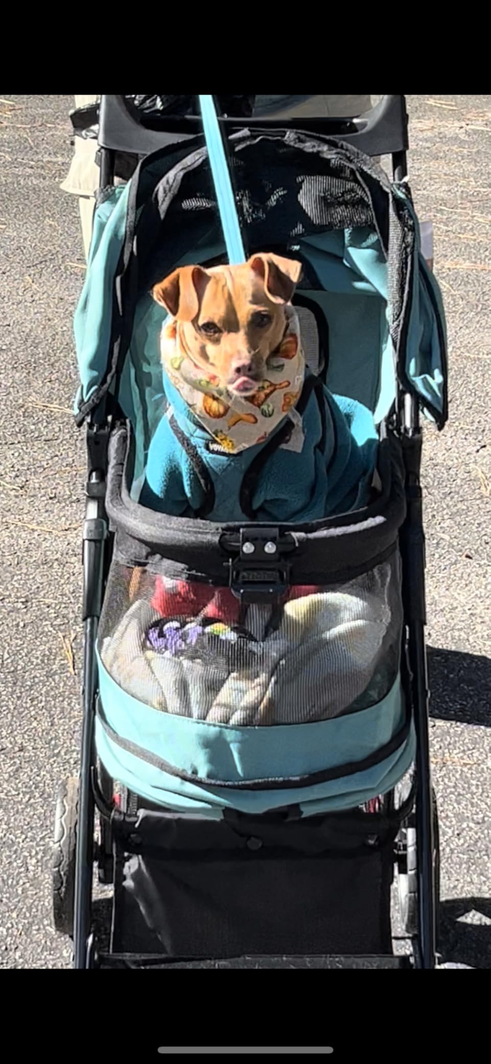 Pet Gear No-Zip Happy Trails Lite Pet Stroller, Dark Raspberry customer photo 2
