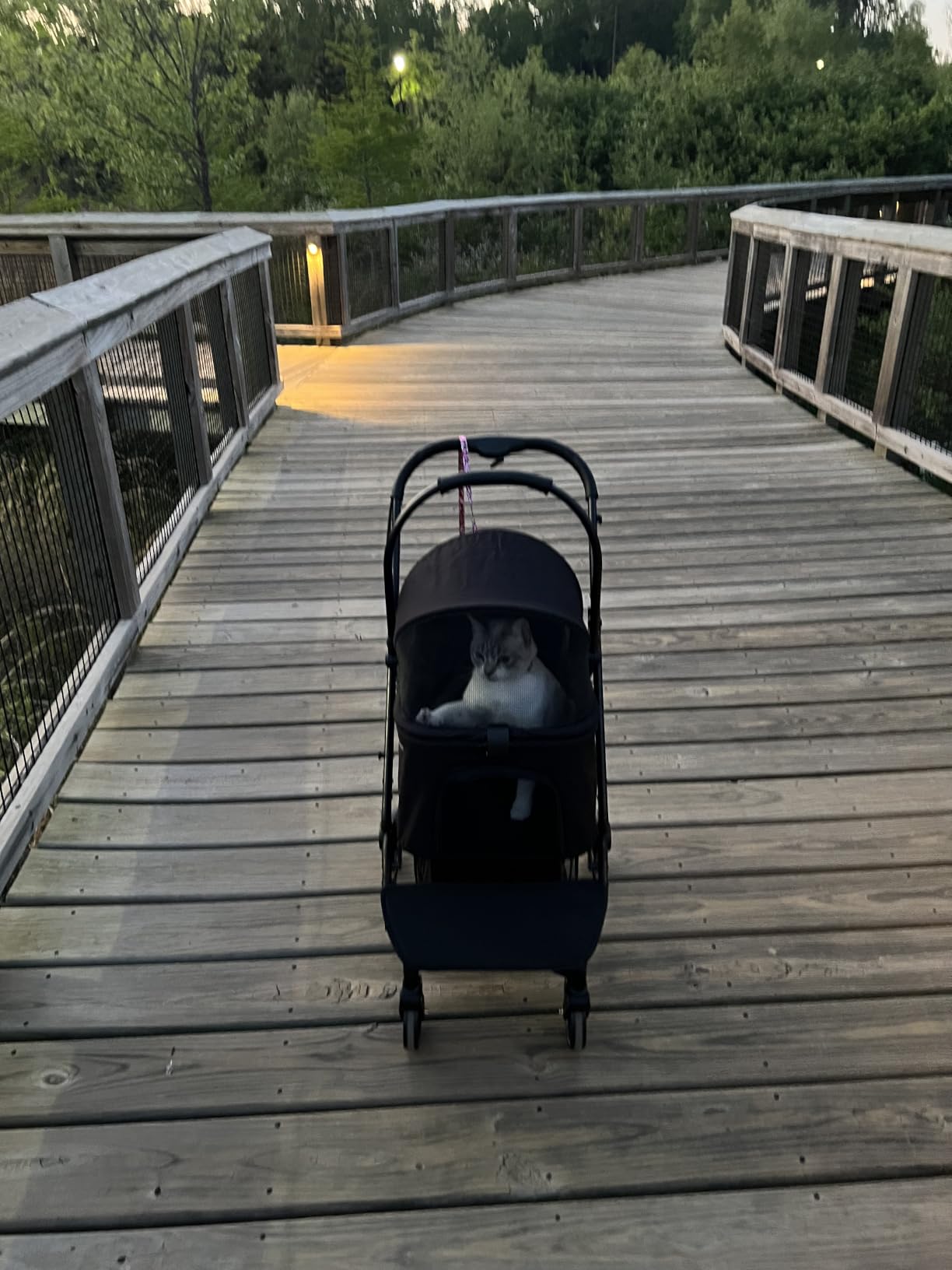 Dog Stroller for Medium Dogs, 4 Wheels Pet Stroller for 2 Small Dogs or 1 Medium Dogs, Cat Stroller Up to 80 lbs, Dual Entry Design, Foldable Design, Sun Shades, Breathable Mesh, Black customer photo 1