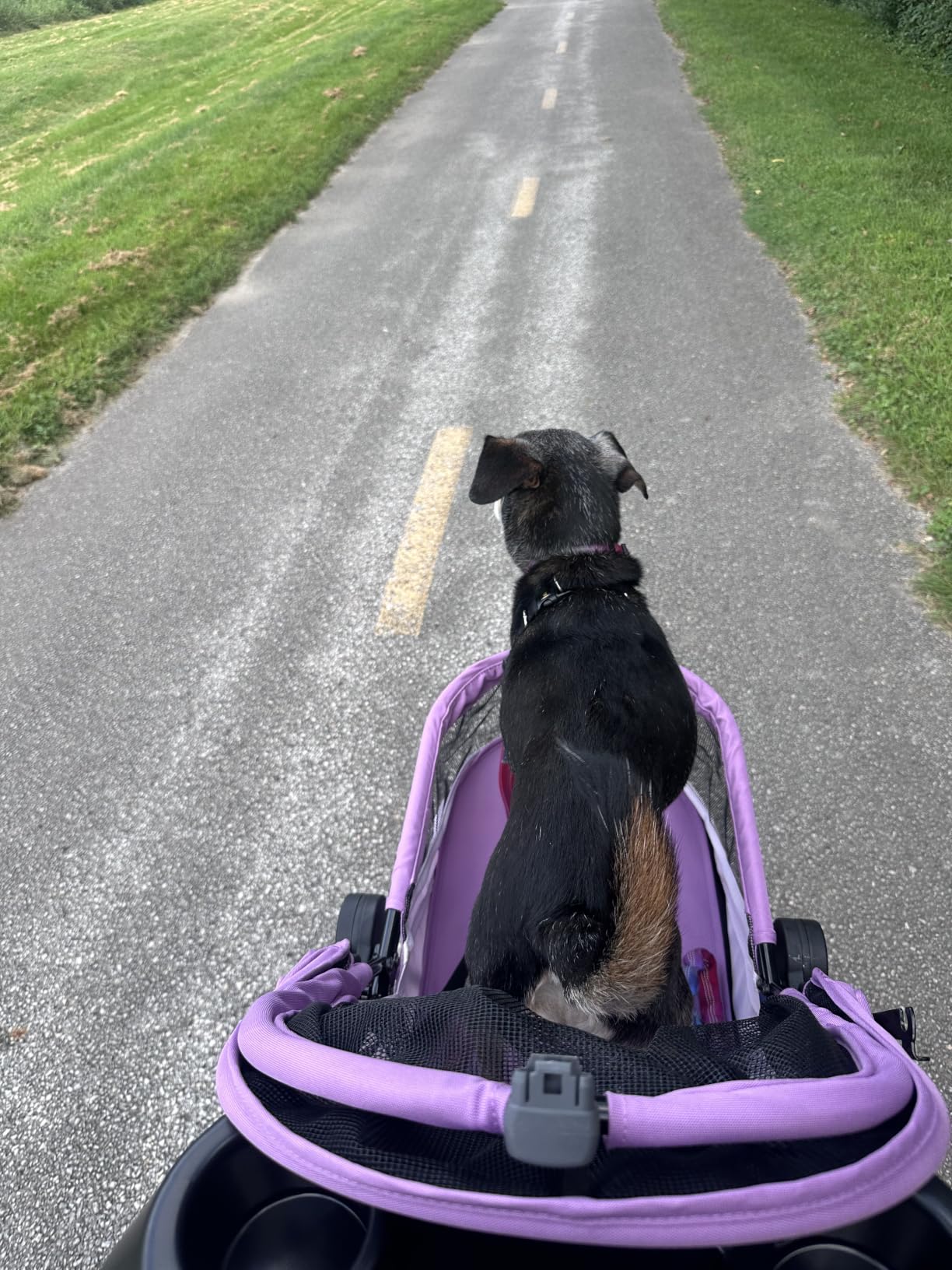 Pet Gear No-Zip AT3 Pet Stroller for Cats/Dogs, Sea Side customer photo 1