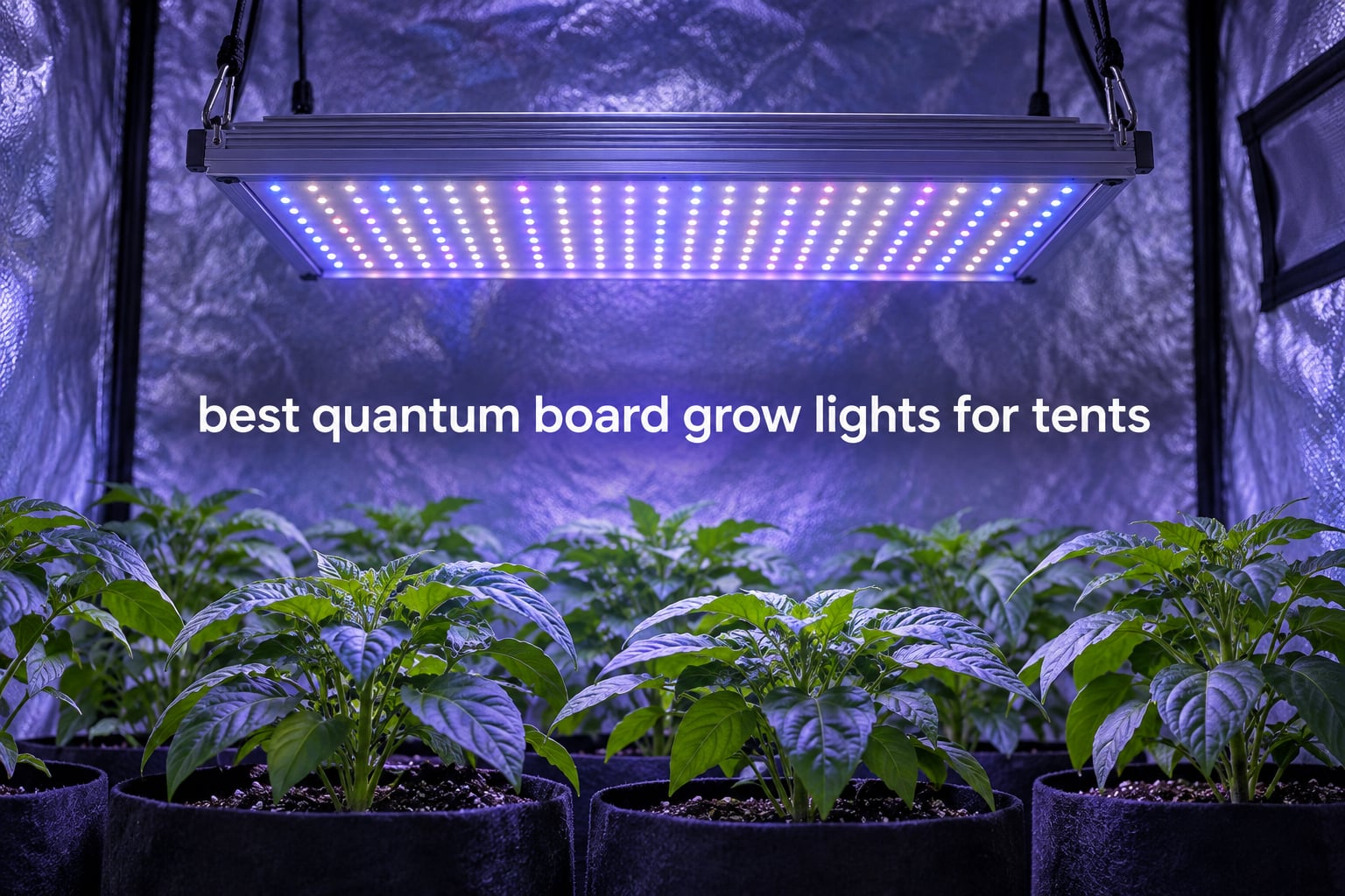 best quantum board grow lights for tents
