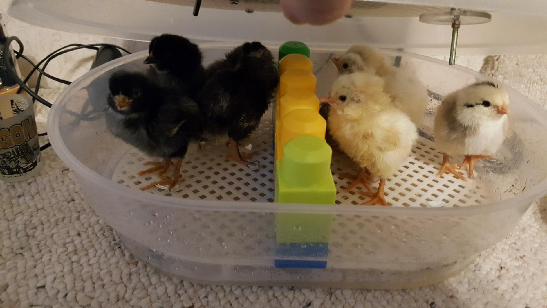 HBlife Digital Egg Incubator for Hatching 9-12 Chicken, Quail and Duck Eggs, with Fully Automatic Egg Turning and Temperature Display, Hatcher for Turkeys, Birds, Parrots and Poultry customer photo 1