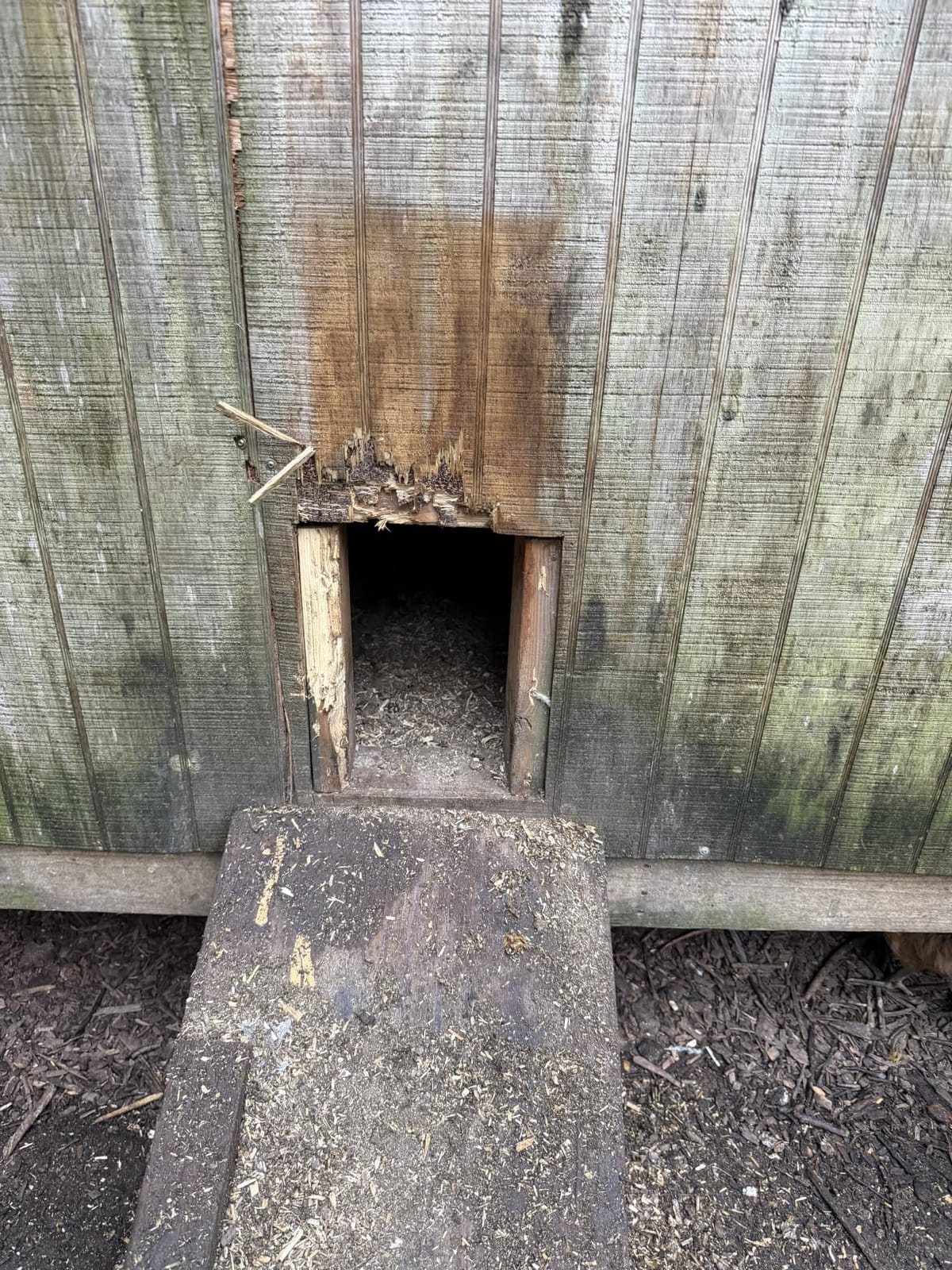 RUN-CHICKEN Door T50 – Automatic Chicken Coop Door Opener, Battery Powered & Weatherproof Aluminum, Smart App & Timer Control, Predator Proof, Easy Install, Reliable All-Season Performance (Brown) customer photo 2