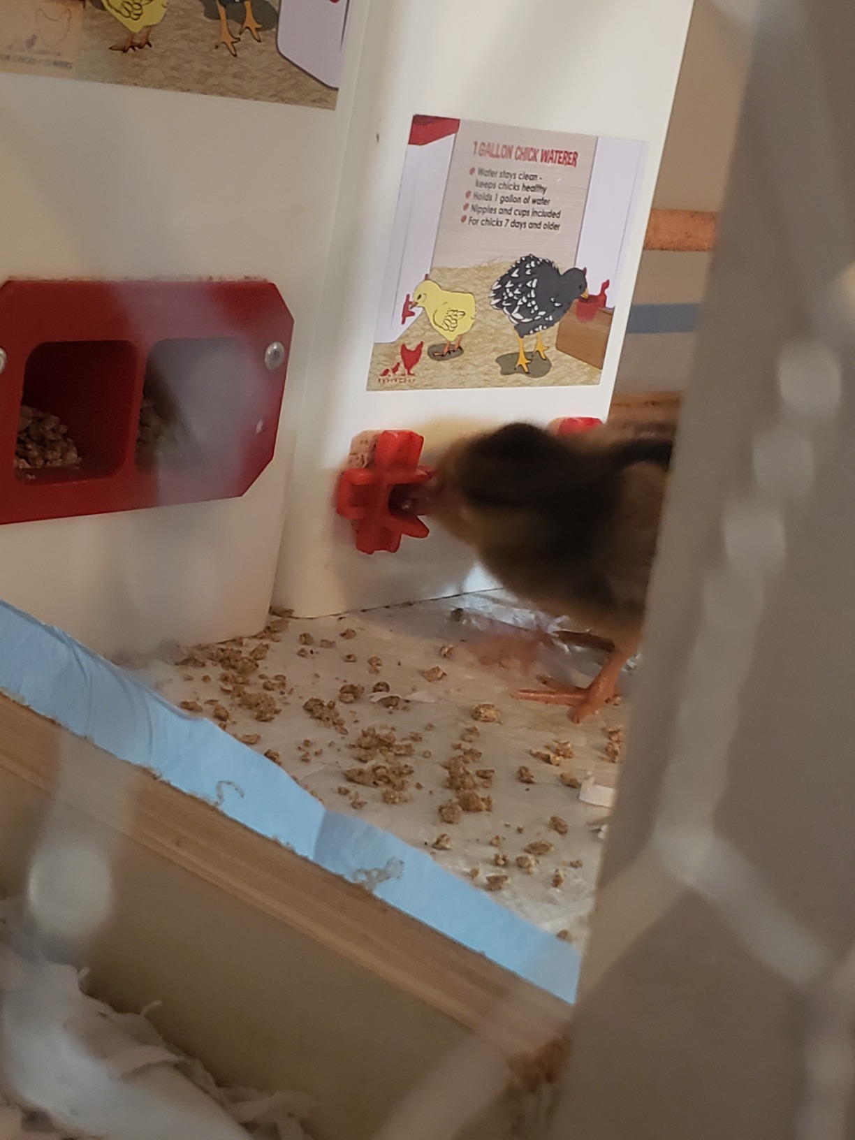 RentACoop 1 Gallon Chicken Waterer with Cups & Nipples customer photo 1