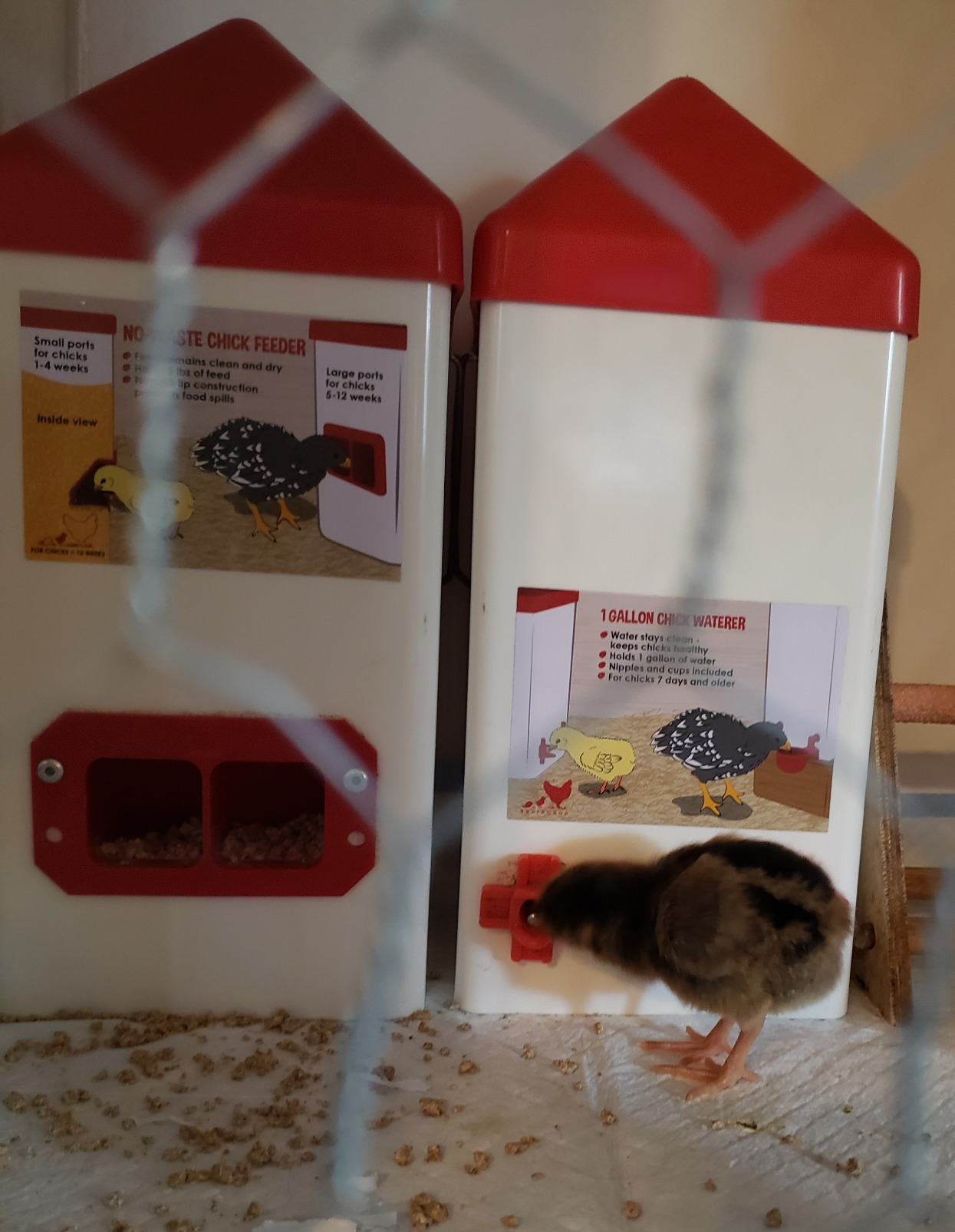 RentACoop 1 Gallon Chicken Waterer with Cups & Nipples customer photo 2