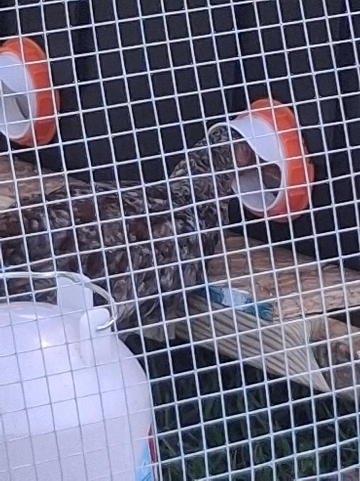 6 Chicken Feeder Ports,DIY Poultry Feeder Cups with Lids & Drill Bit,Orange customer photo 1