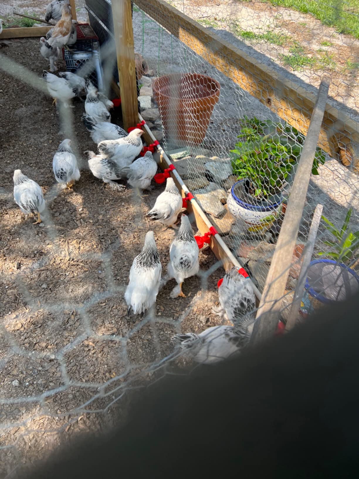 Complete Set Pipeline Automatic Chicken Nipple Waterer Cups and 1/2