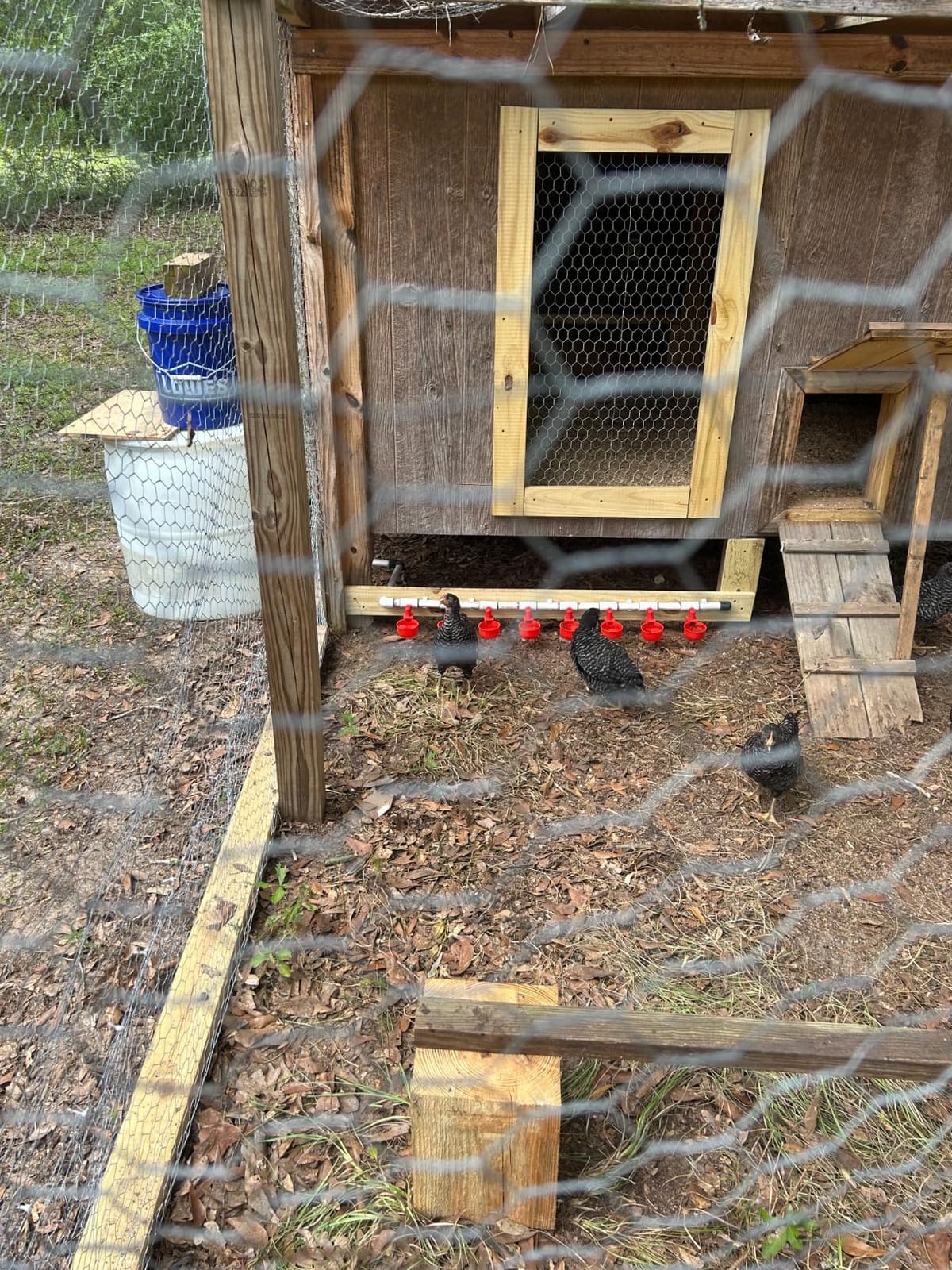 Complete Set Pipeline Automatic Chicken Nipple Waterer Cups and 1/2
