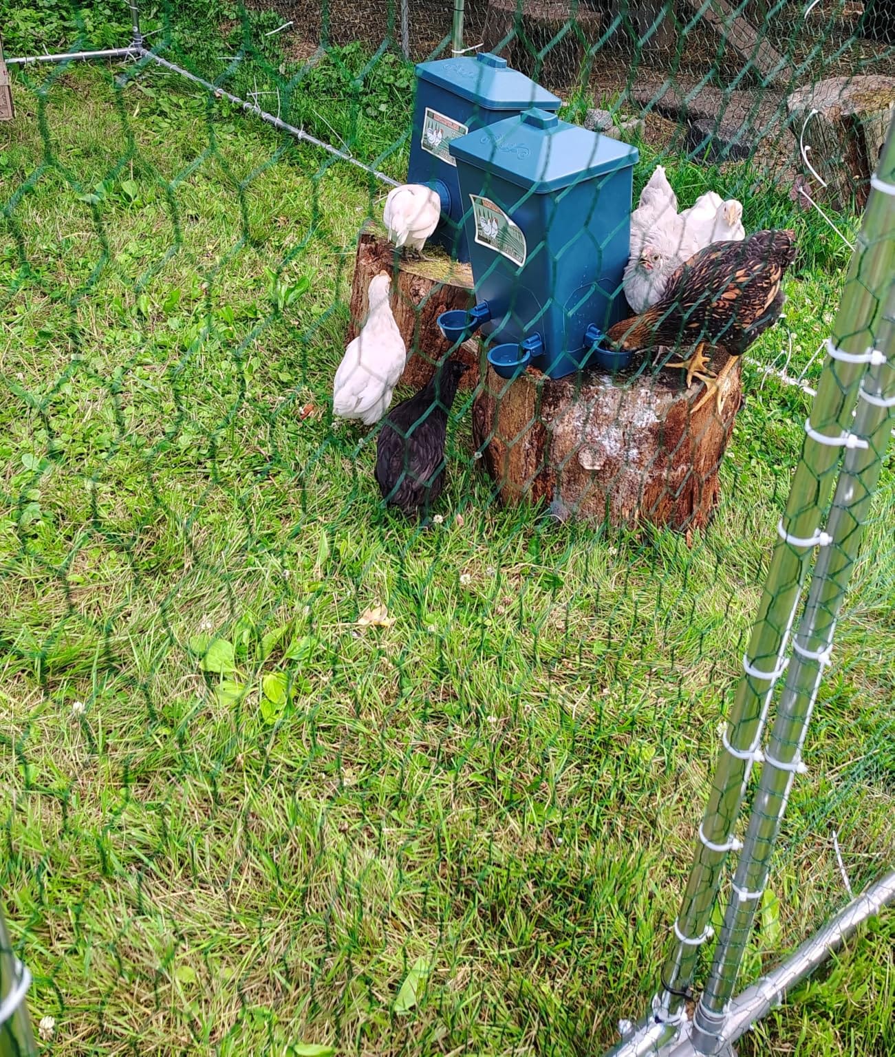 Automatic Port Chicken Feeder and Cup Waterer Set customer photo 1