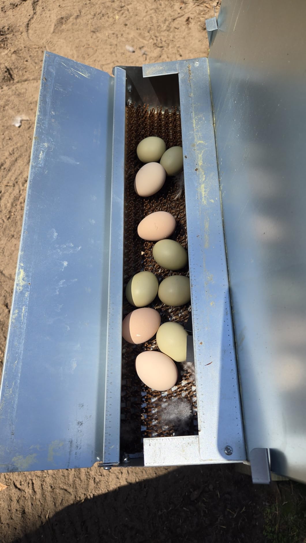 Hen's Choice™ - Roll Out Nest Box for Chickens | Roll Away Nest Box | 3 Compartment 36