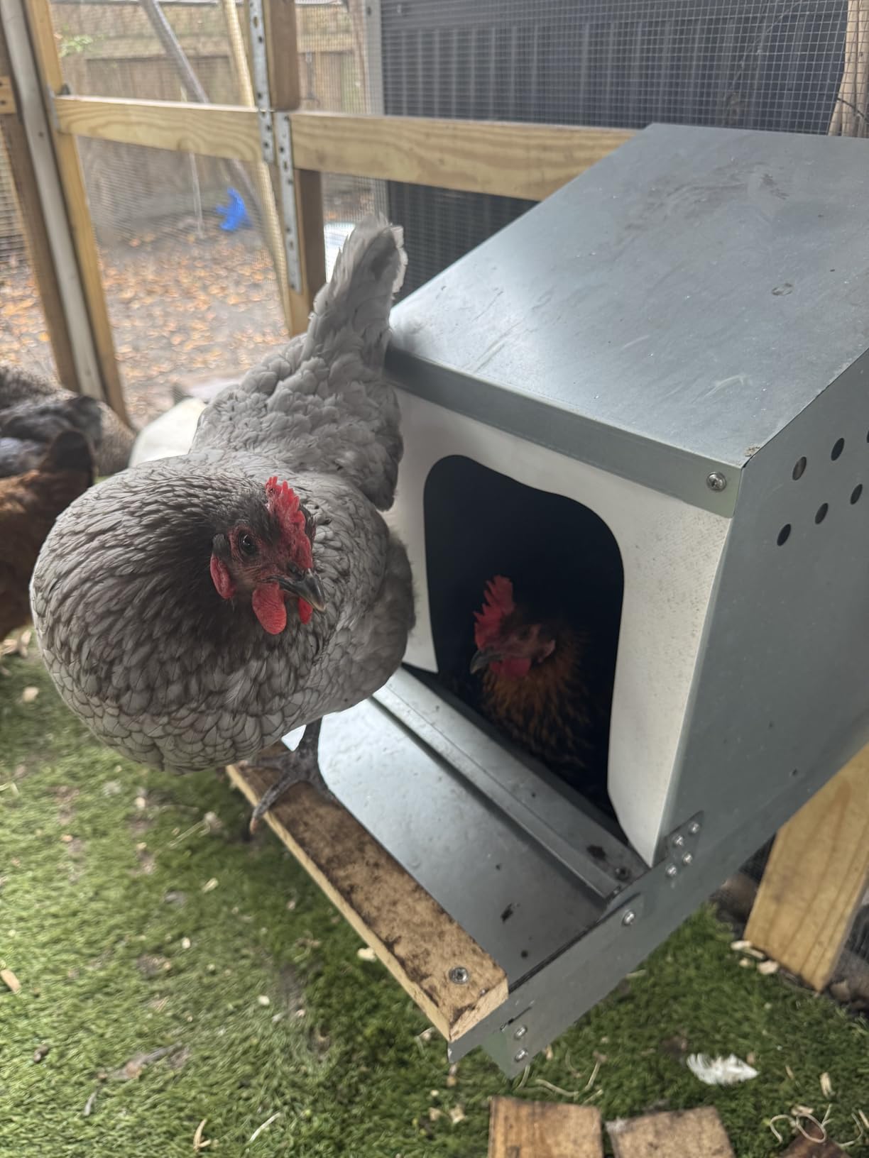 Hen's Choice™ - Roll Out Nest Box for Chickens | Roll Away Nest Box | 3 Compartment 36
