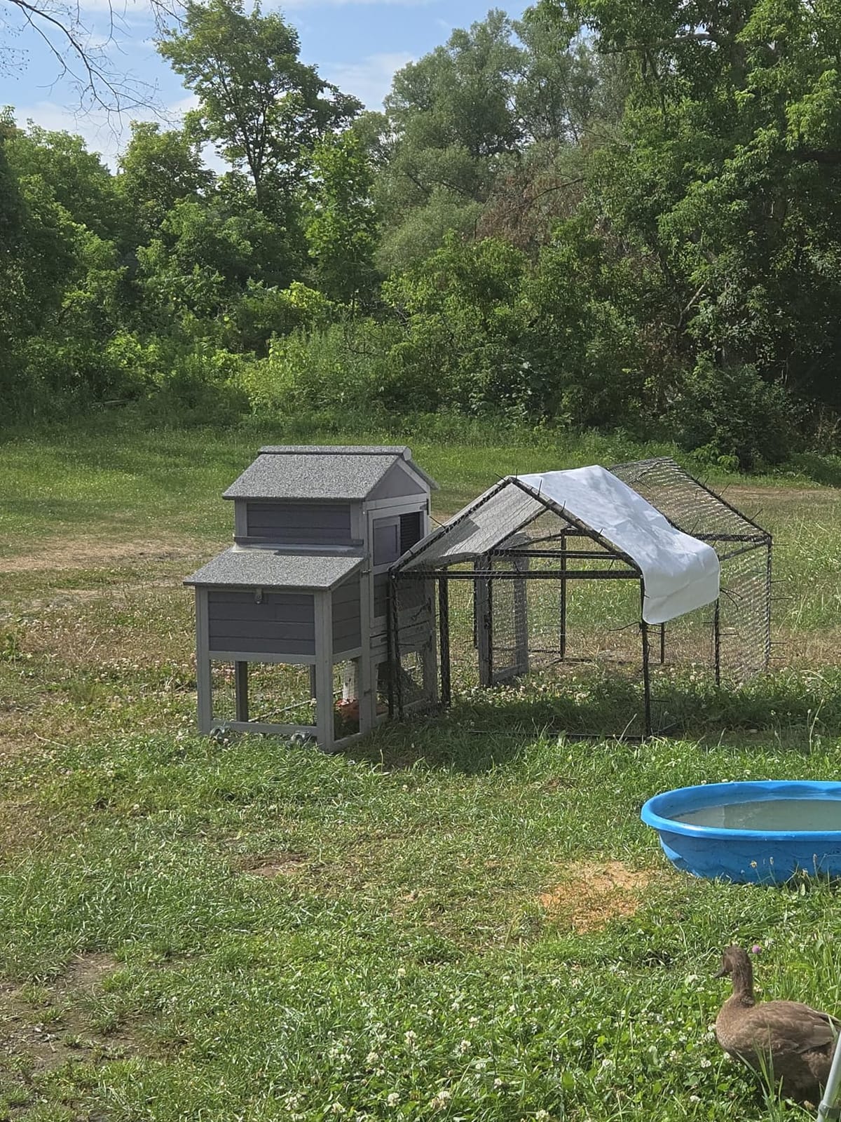 NUGRIART Metal Chicken Coop 79