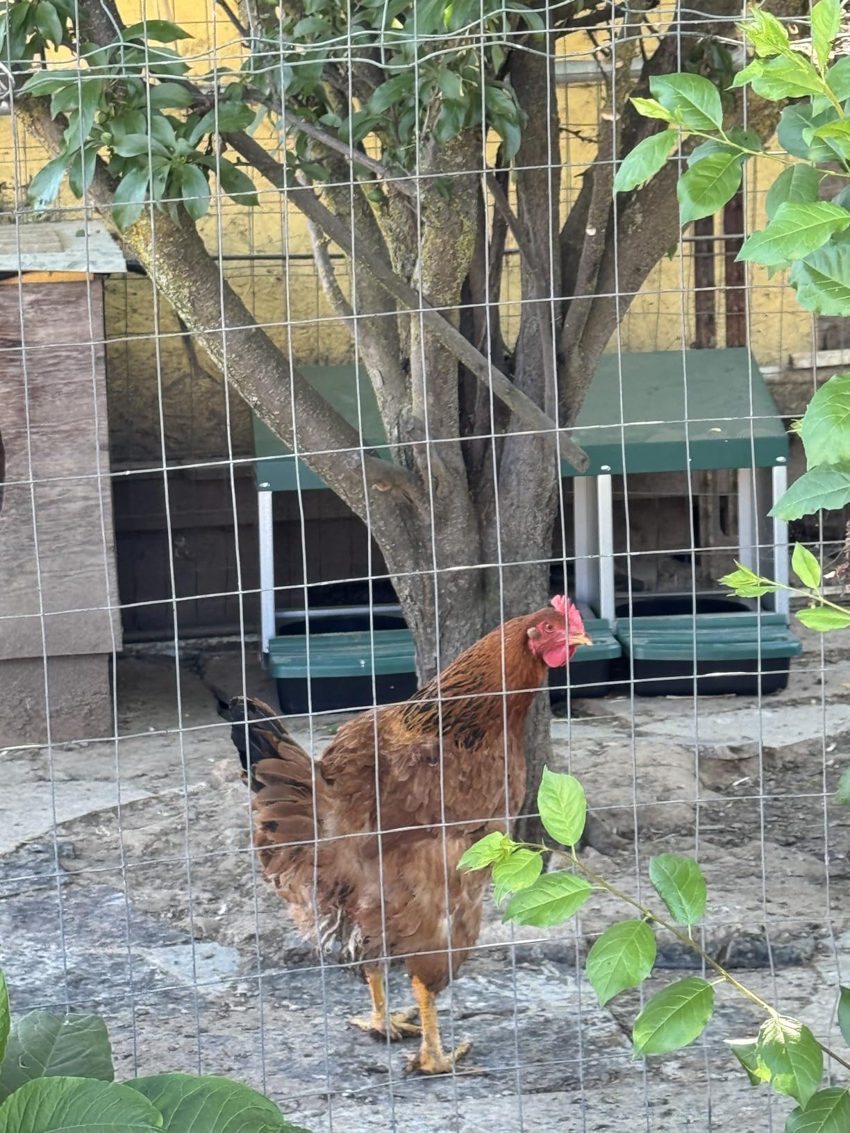Chicken Nesting Boxes for Laying Eggs, Roll Away Nesting Boxes for Chickens customer photo 2