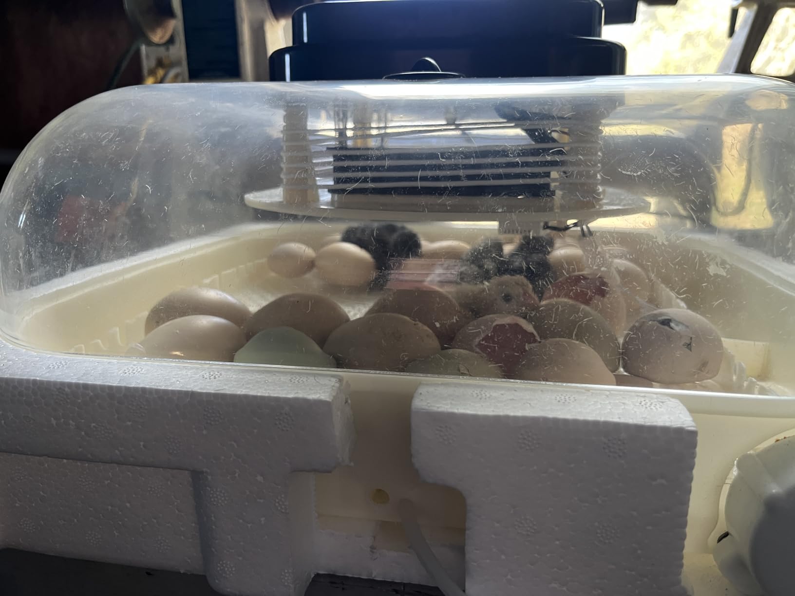 CoInceptus 35 Chicken Egg Incubator, Quail Incubator with Humidity Control customer photo 2