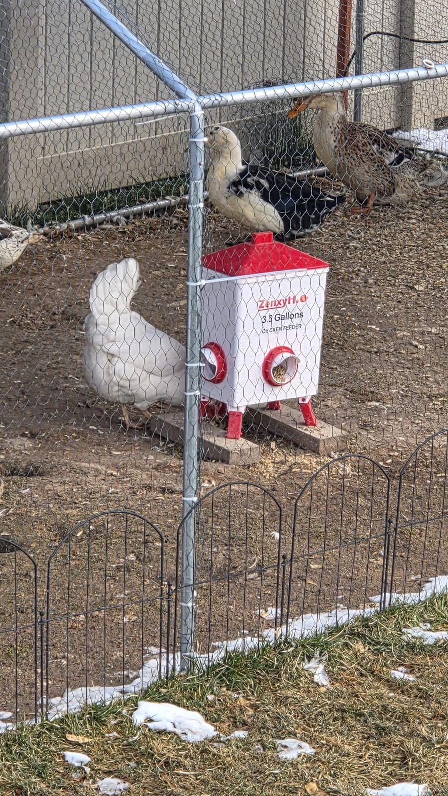 ZenxyHoC 3.6 Gal Chicken Feeder with 4 No-Waste Ports - 3 Height Adjustable customer photo 2