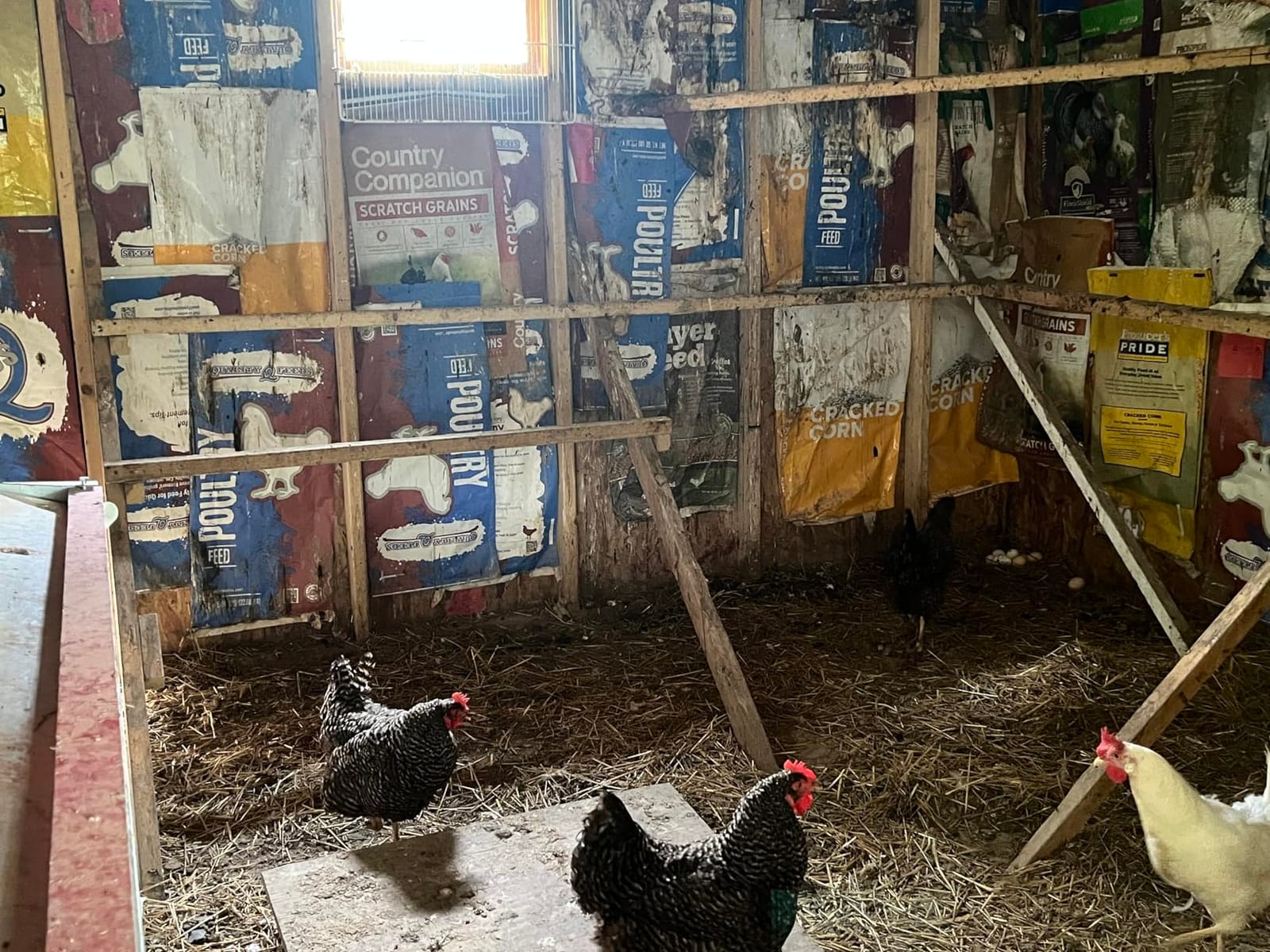 HenGear Nesting Boxes for Chickens, Roll Away Laying Boxes, Nest Box, Large customer photo 1