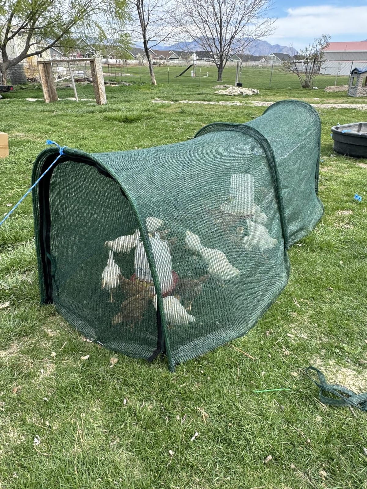 Chicken Runs for Yard,79