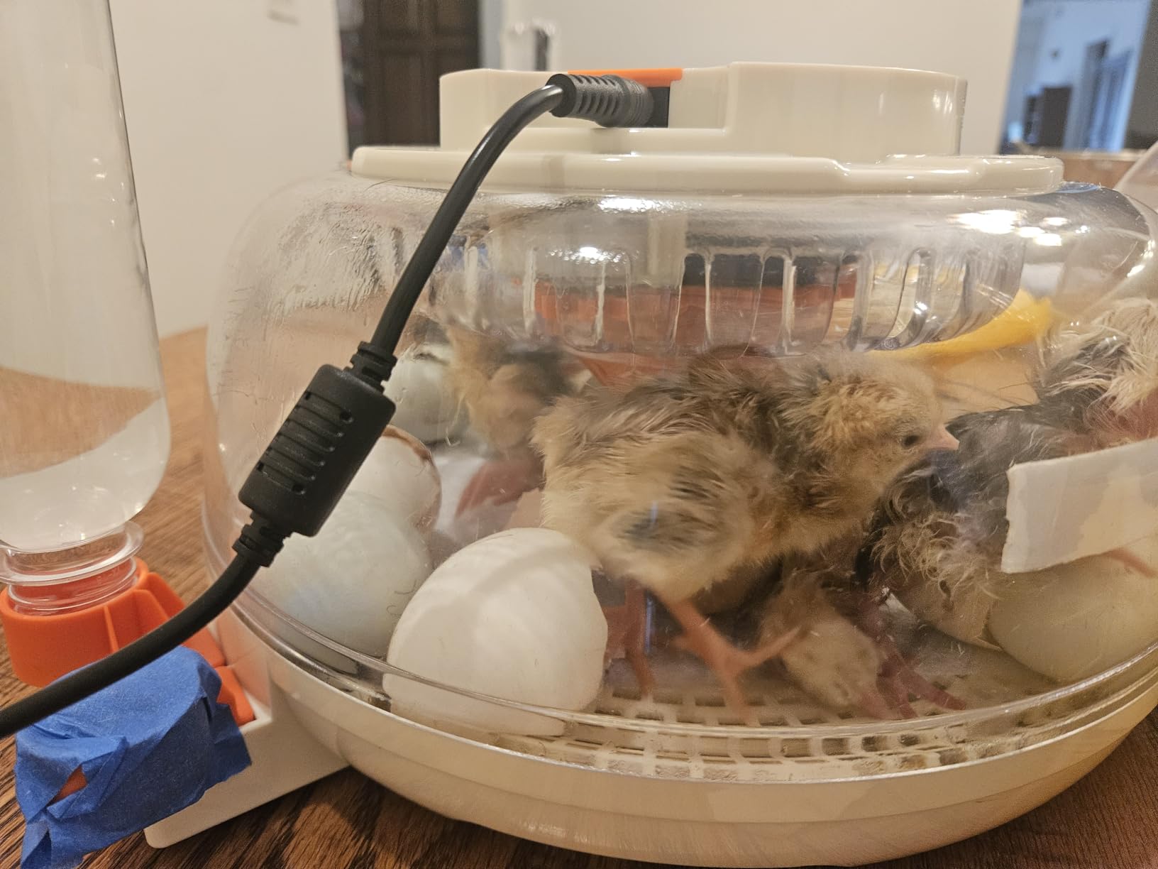 Sailnovo 12 Egg Incubators for Hatching Egg with Auto Humidification customer photo 1