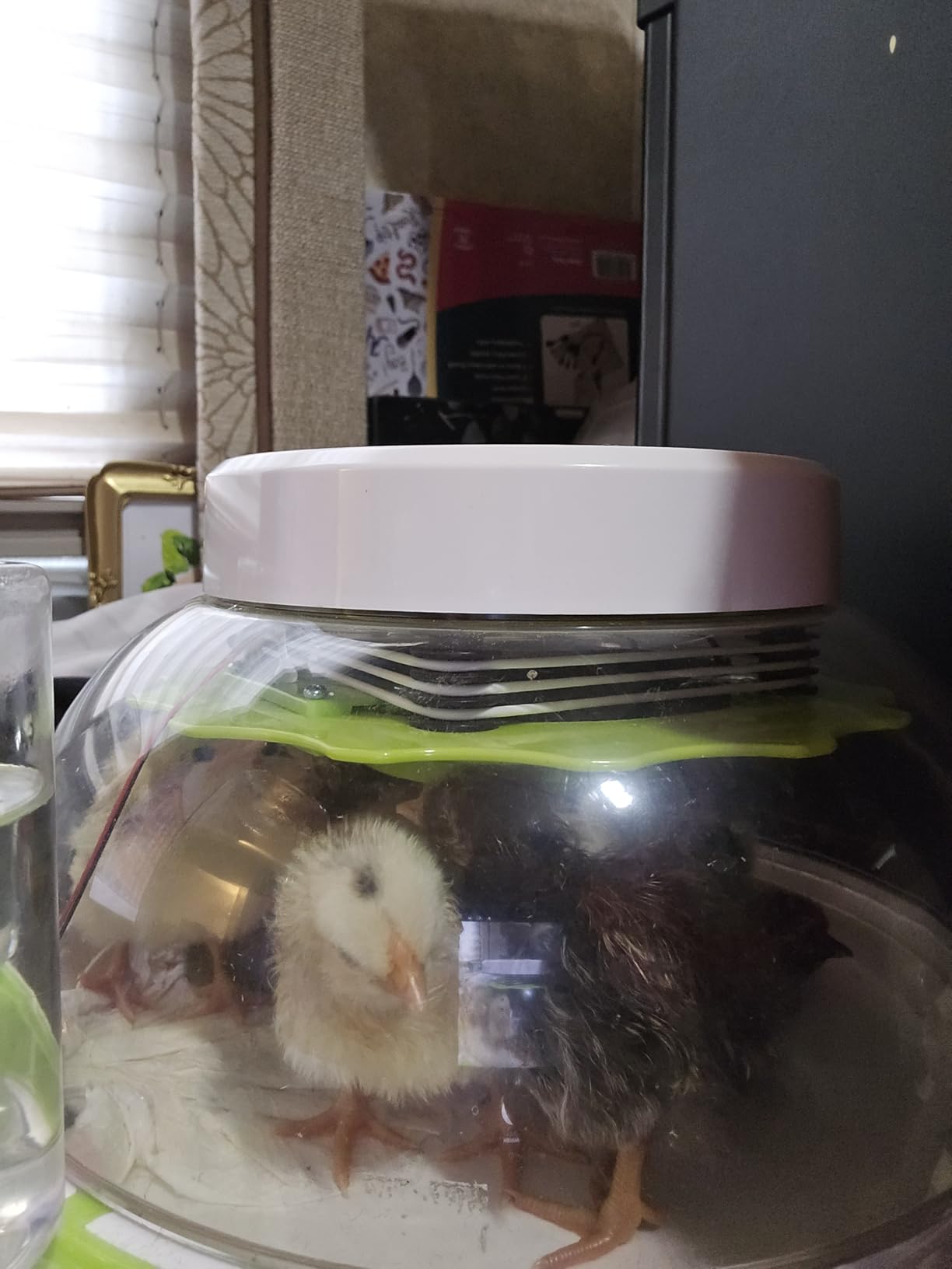 Quail Egg Incubator with Automatic Turner and Humidity Control customer photo 1