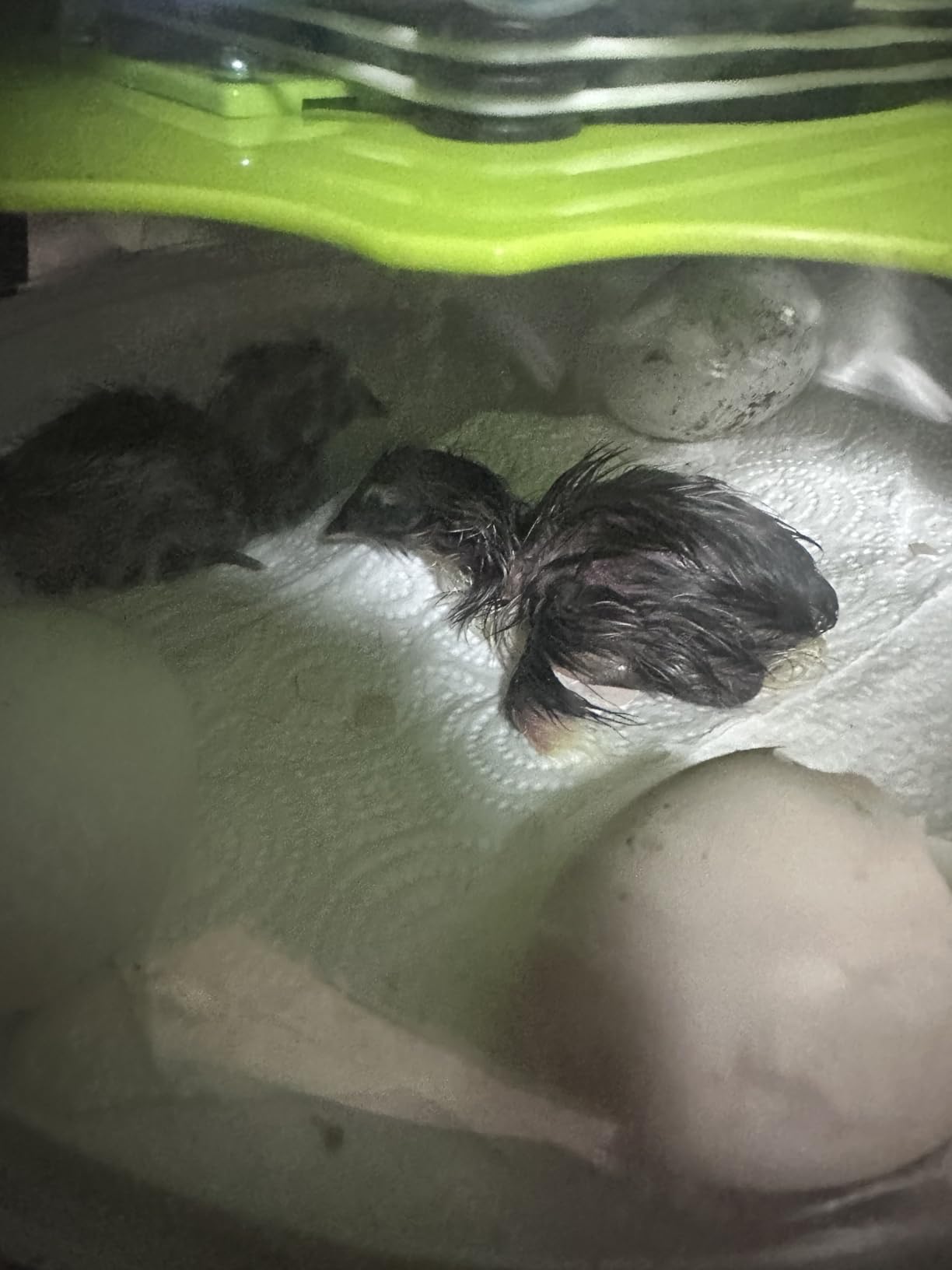 Quail Egg Incubator with Automatic Turner and Humidity Control customer photo 2