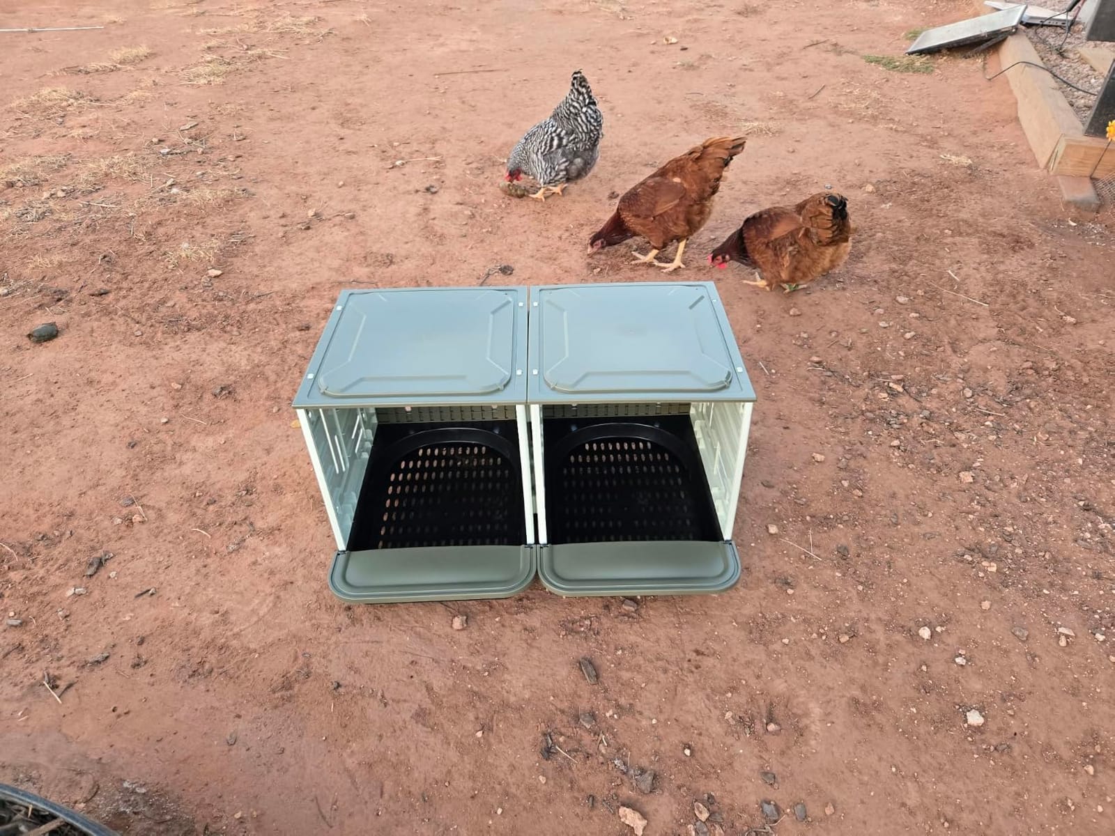Roll Away Nesting Boxes for Chickens, 2 Compartment Chicken Nesting Box, Egg Collection Chicken Coop Nest Box (Large) customer photo 2